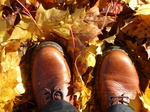 FZ024259 New shoes in autumn leaves.jpg